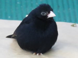 紫紺鳥（シコンチョウ）　♂