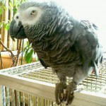 <p>ヨウムです。28歳です。かなりの長生き鳥。<br />
母そっくりの声で、おしゃべり、掛け算（2の段のみ）、歌も歌います。</p>
<p>投稿：LoveBird　さん</p>