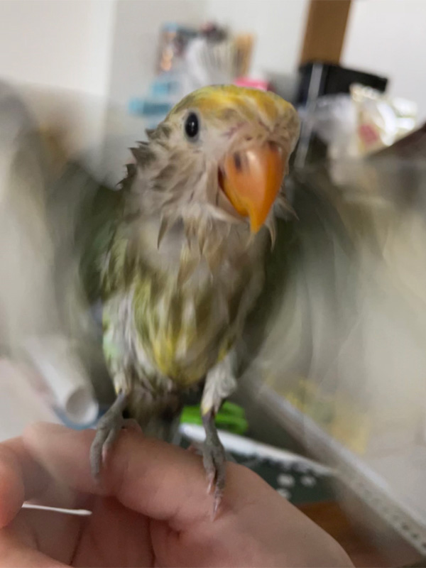 <p>水浴び後は自分で羽を羽ばたかせて乾かしています。</p>
<p>投稿：まぁ さん</p>