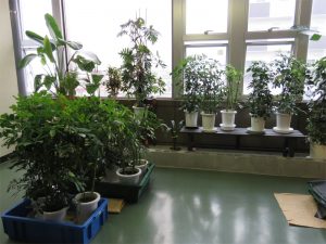 植物の再生場所