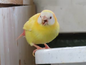 ナンヨウセイコウ鳥（南洋青紅鳥）ルチノー