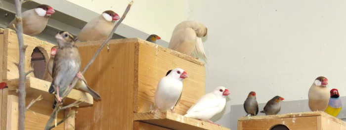 巣箱に集まる鳥さん達