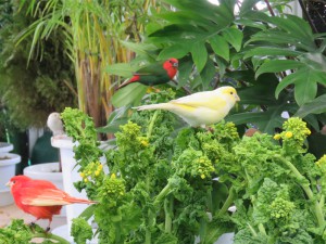 ヒノマル鳥と菜の花