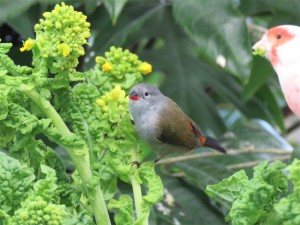 キバラカエデ鳥（黄腹楓鳥）と菜の花