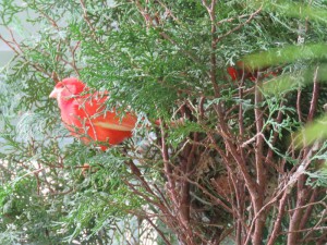 ヒバに巣を作る赤カナリア