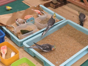餌場の小鳥たち