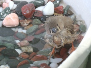 水浴びをする錦華鳥のヒナ