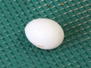 モモちゃんの卵