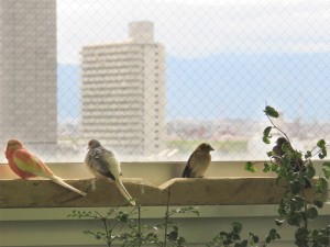 窓辺の鳥さんは何を思うのか？