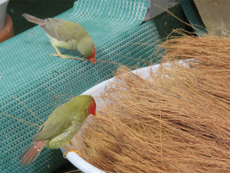 122円 激安ブランド クオリス 小鳥のための横巣 鳥 巣箱 巣材 つぼ巣