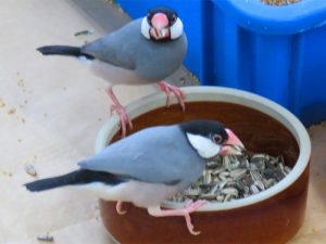 オーストラリア小粒ヒマワリを食べる文鳥