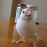 <p>生後6ヶ月くらいの白文鳥です。</p>
<p>投稿：yanagisawa　さん</p>
